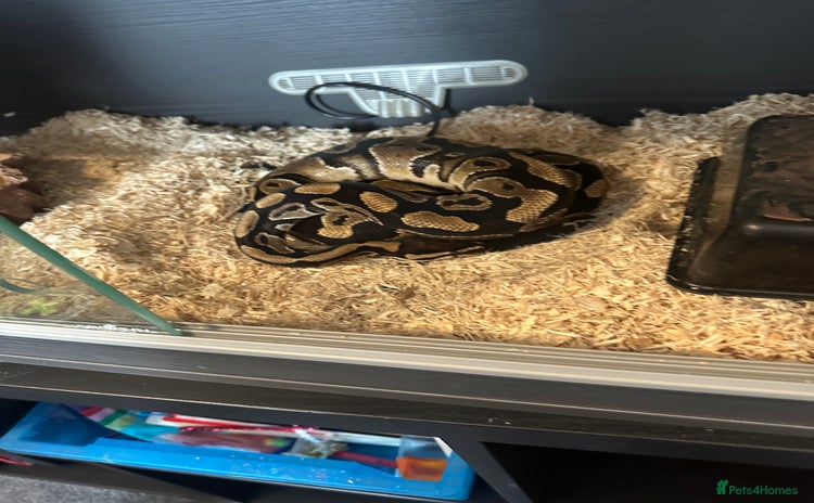 Python Snake reptiles - Advert 5