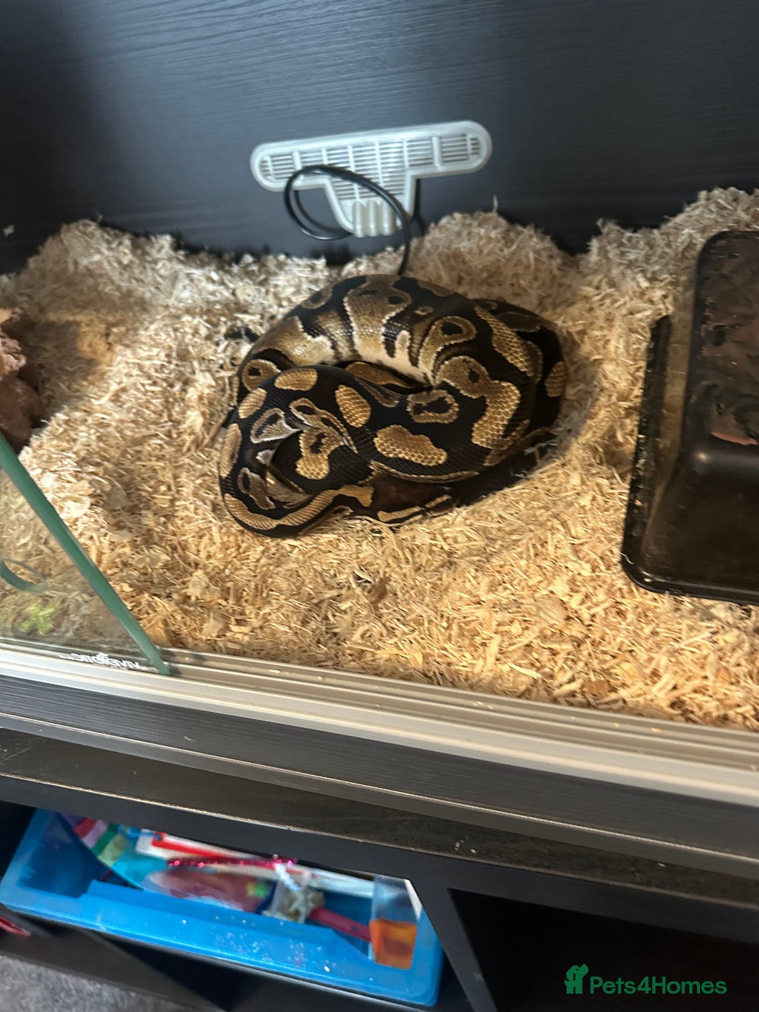 Python Snake reptiles for sale: Royal python snake  - Image 1