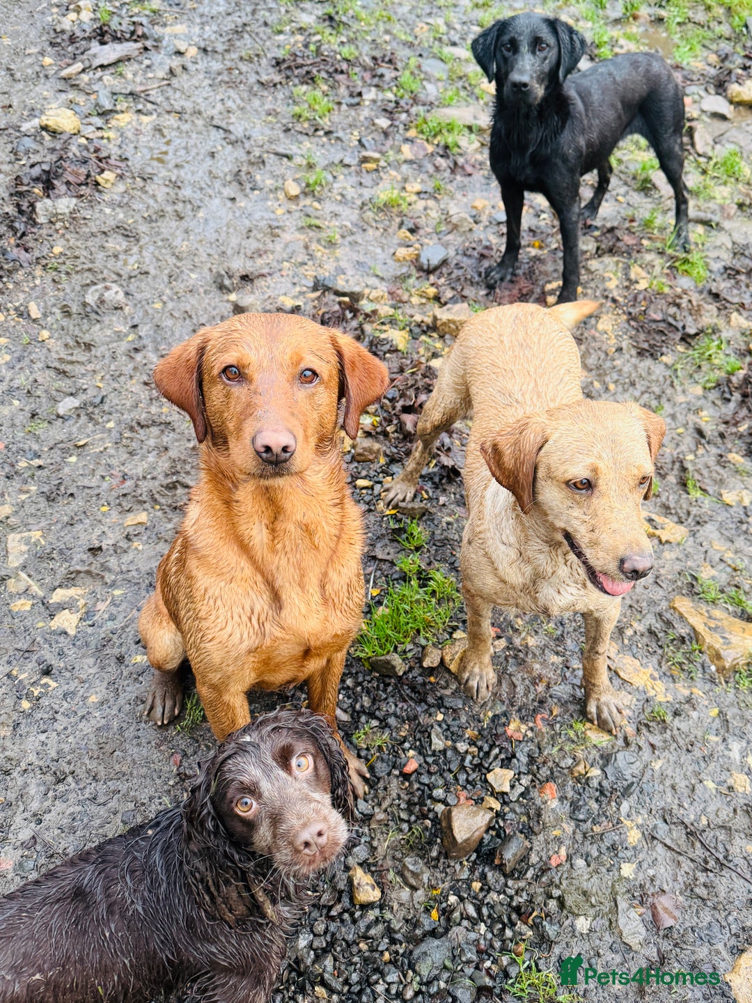 Labrador Retriever dogs for stud: Health clear,hip scored,KC Red Labrador for stud in Darlington - Advert 3