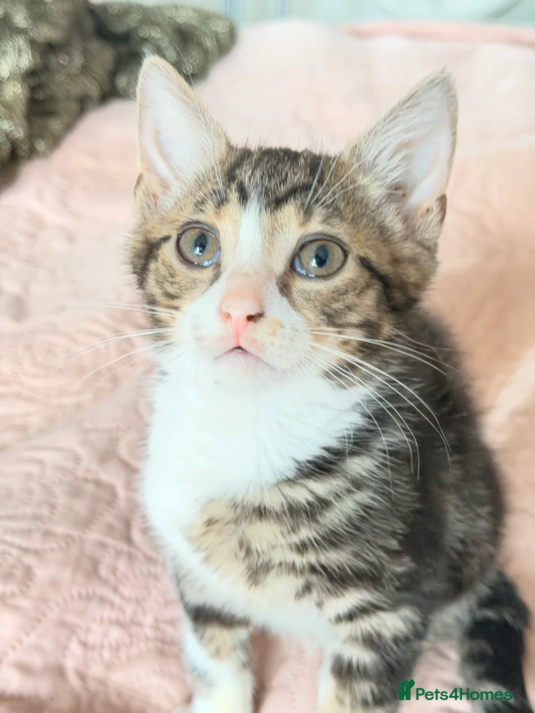 British Shorthair cats for sale: Purr-fect  **  Kittens Ready for new home - Advert 14