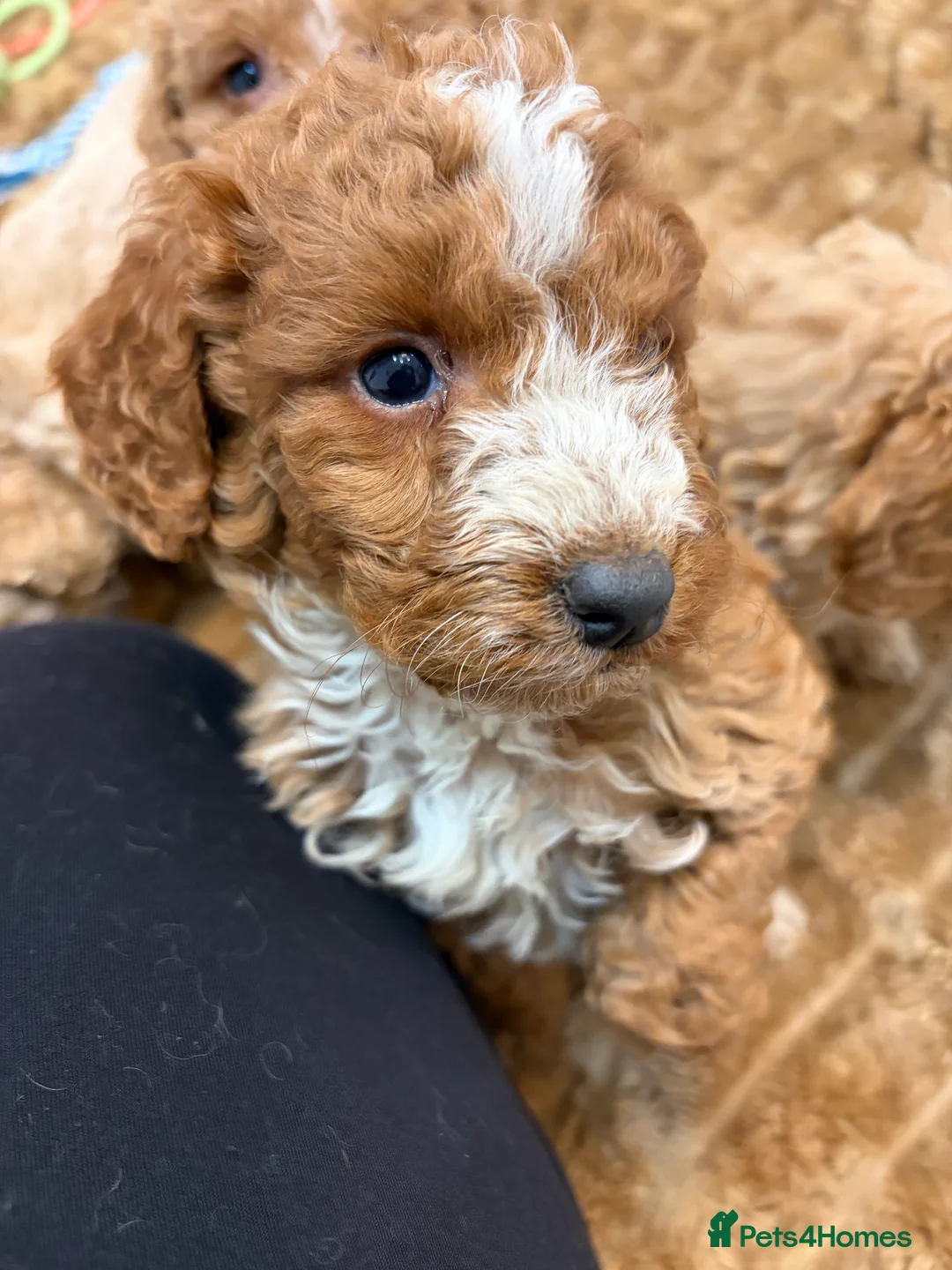 Cockapoo dogs for sale: 🐾STUNNING COCKERPOOS F1 REGISTERED BREEDER🐾 - Advert 9