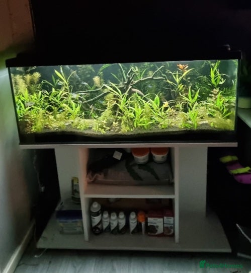 Tetras fish 160L tank with stand - Advert 2