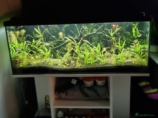 Tetras fish - Advert 2