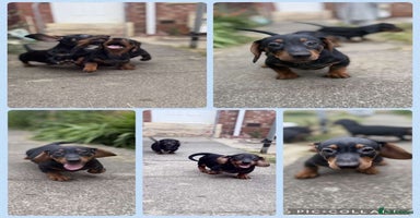 Miniature Dachshund dogs - Advert 1