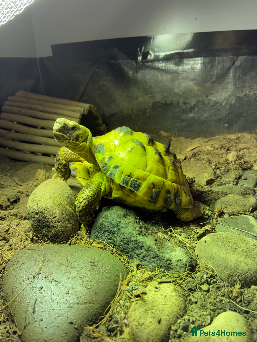 Tortoise reptiles for sale: Horsefield tortoise - Image 1