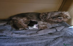 Shih Tzu dogs for sale: Adorable Tiny Imperial ShihTzu  - Image 14