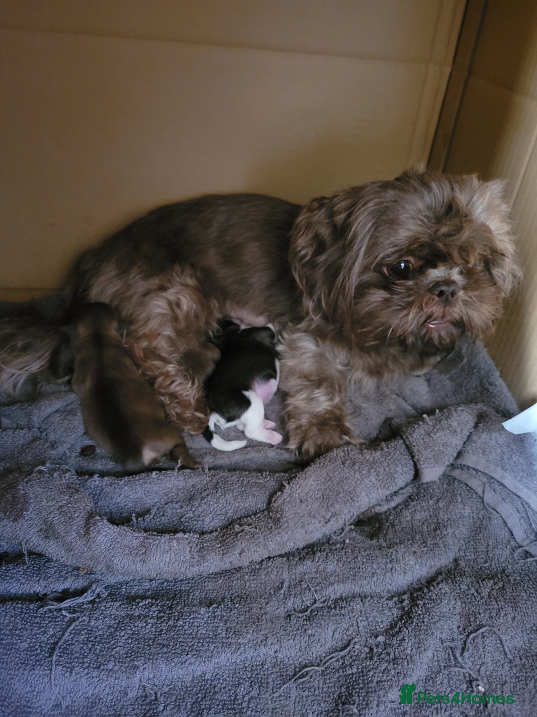 Shih Tzu dogs for sale: Adorable Tiny Imperial ShihTzu  - Image 14