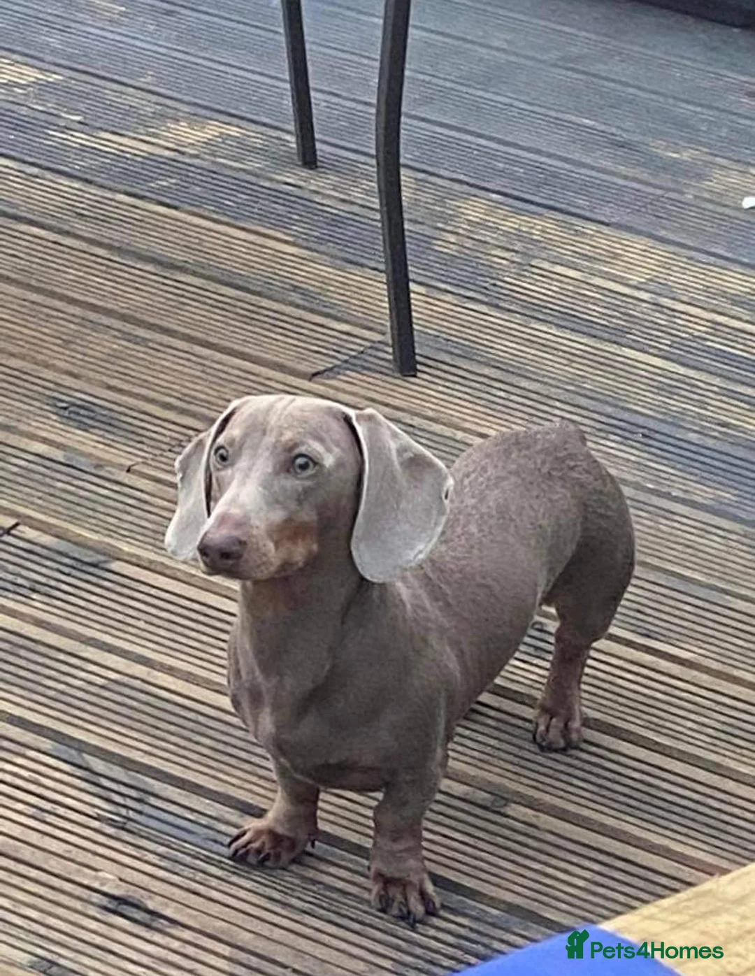 Miniature Dachshund dogs for stud: Romeo in Liverpool - Advert 4