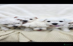 West Highland Terrier dogs for sale: Beautiful Westhighland Terrier Puppies  - Image 17