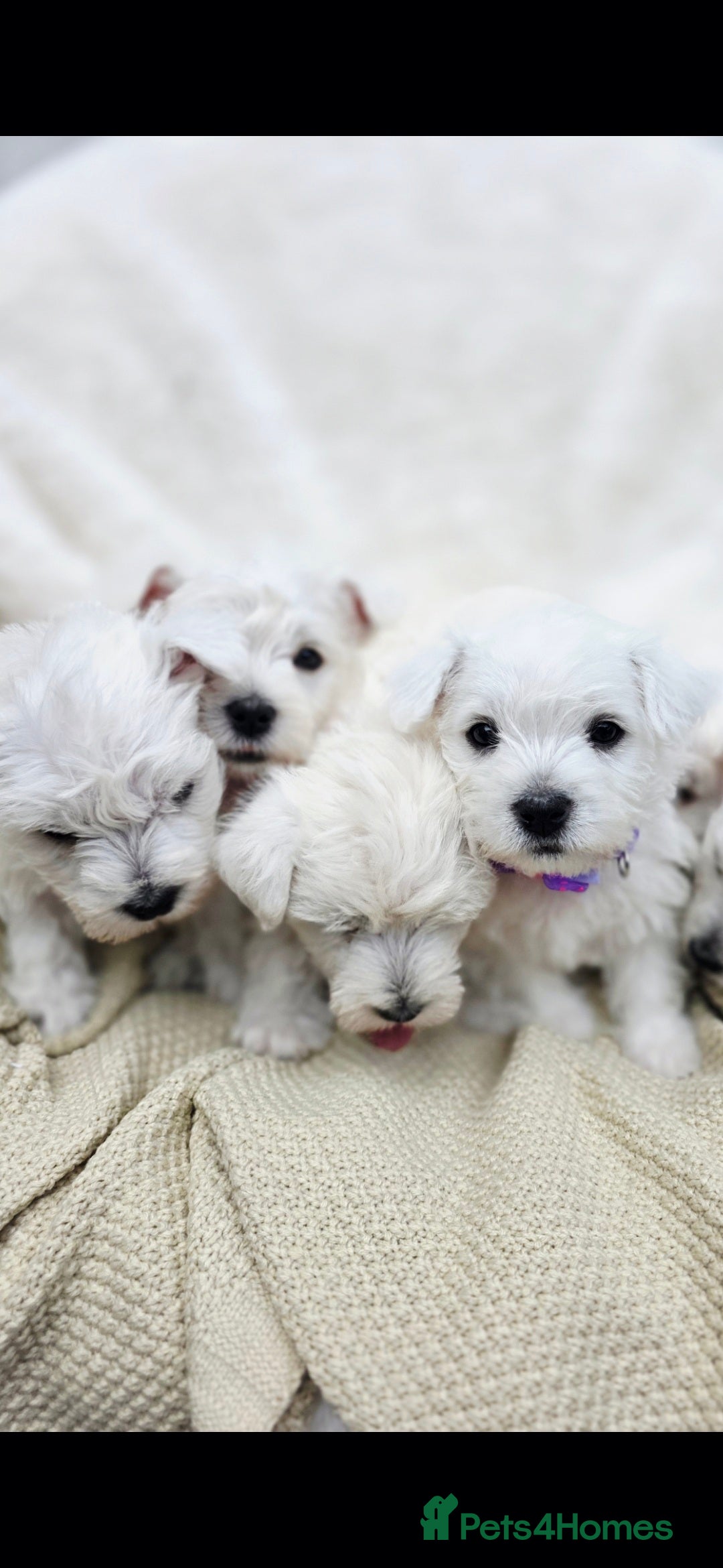 West Highland Terrier dogs for sale: Beautiful Westhighland Terrier Puppies  - Image 17