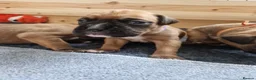 Boxer dogs for sale: Beautiful Pedigree Boxer Puppies - Advert 12