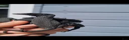 Monitor reptiles for sale: Ukcb26 varanus beccarii...black tree monitor  - Advert 1