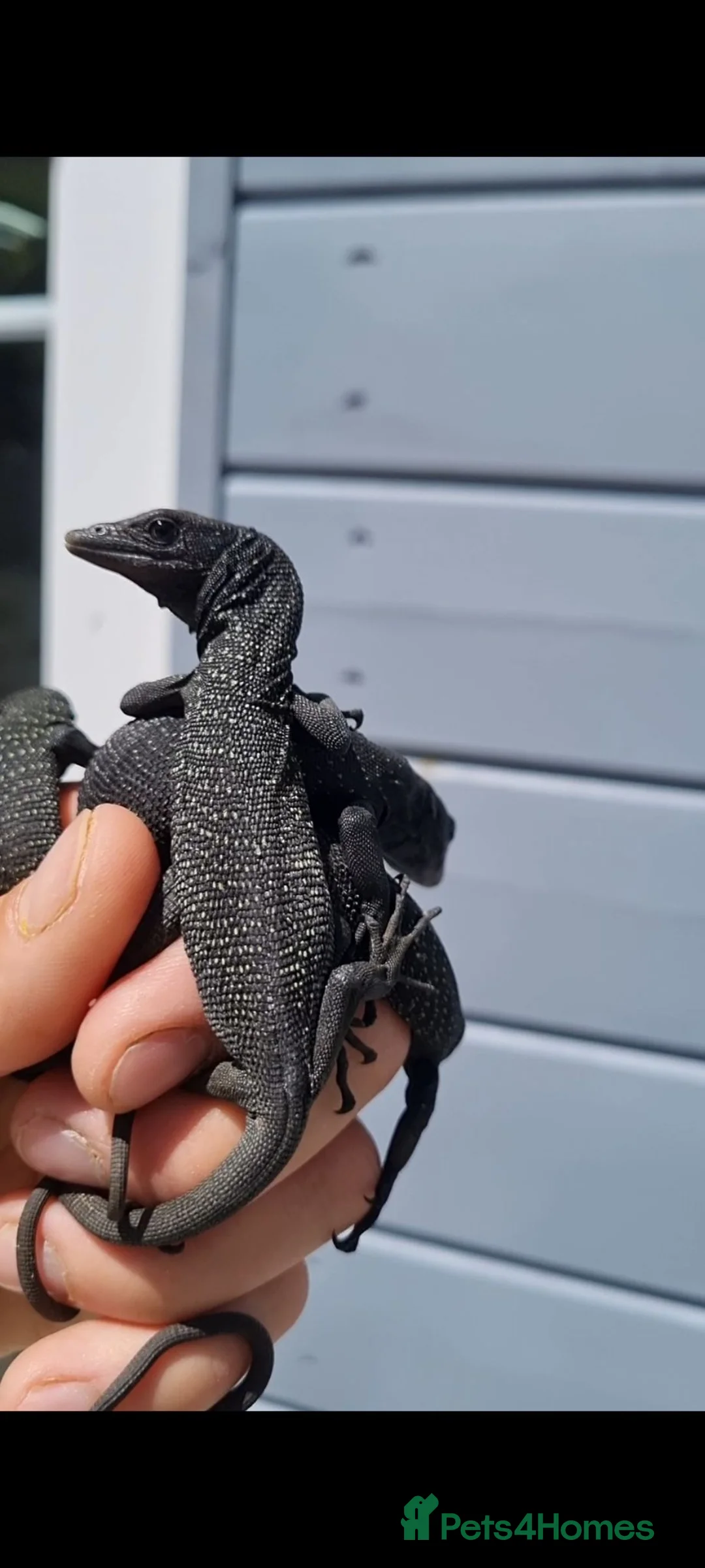 Monitor reptiles for sale: Ukcb26 varanus beccarii...black tree monitor  - Advert 1
