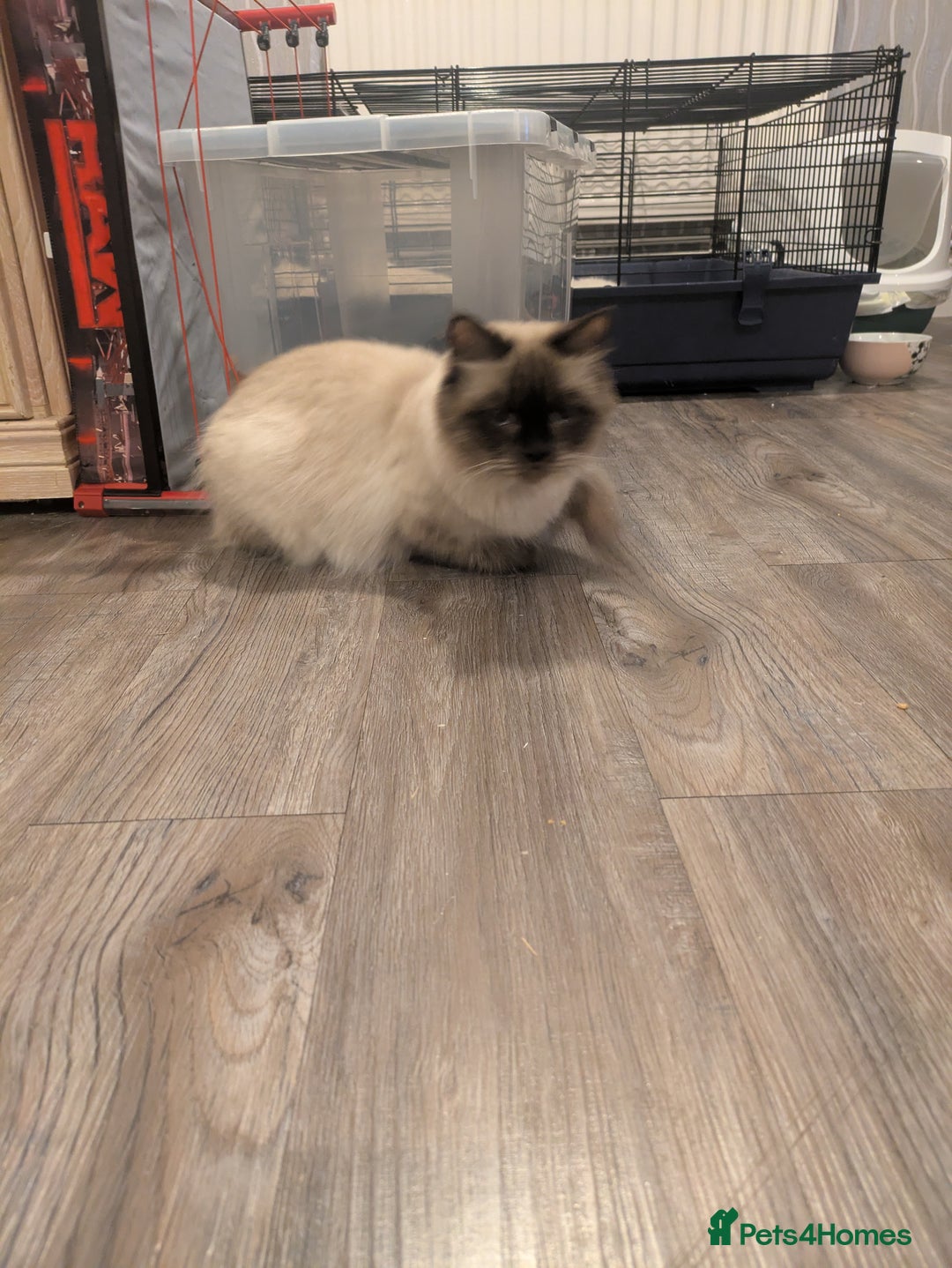 Ragdoll cats for sale: Colour point kittens - Image 8