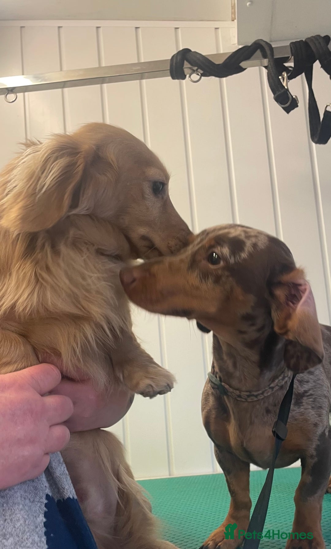Dachshund dogs for sale: Beautiful dachshund puppies  - Image 6