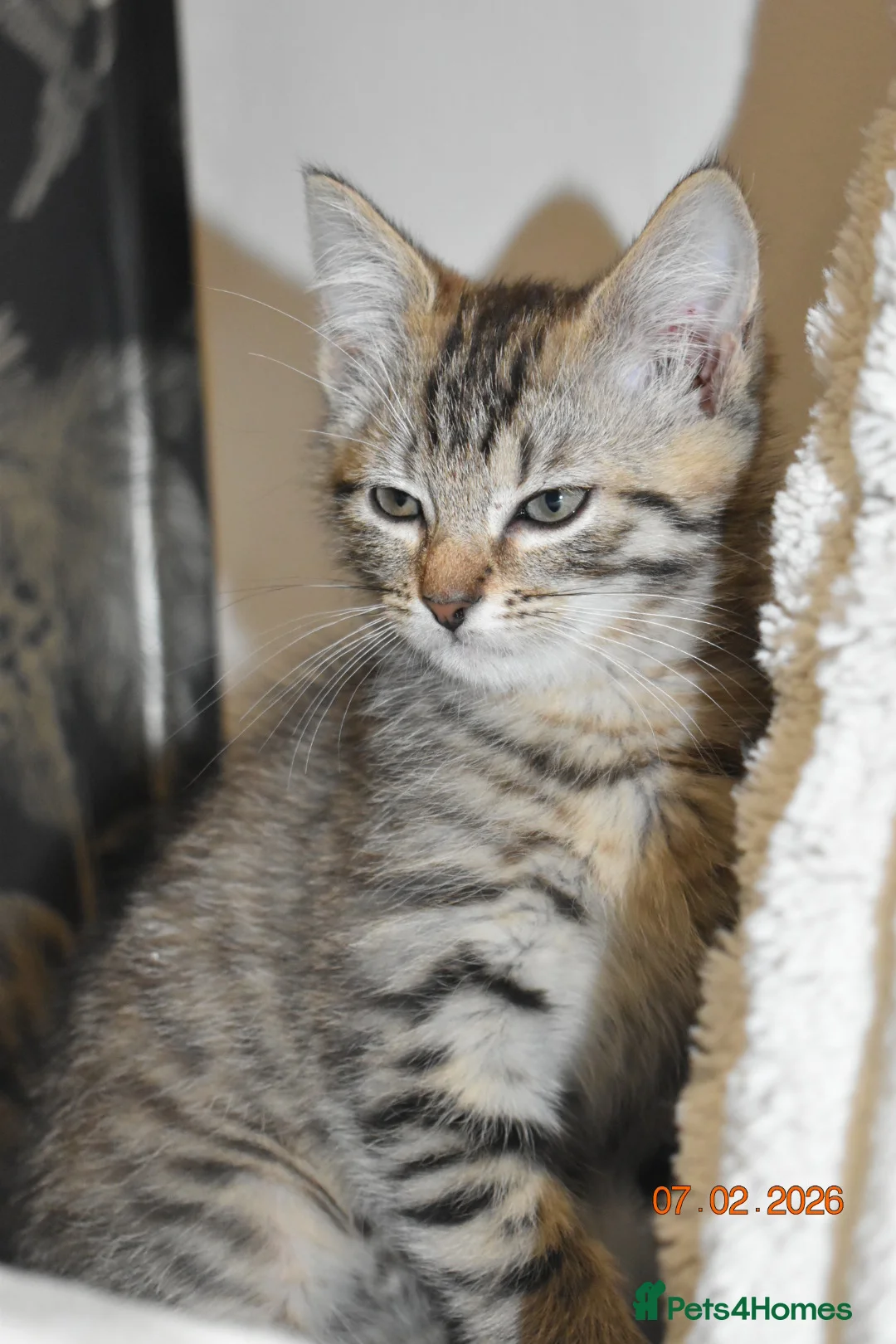 Mixed Breed cats for sale: 3 kittens for sale  - Advert 3