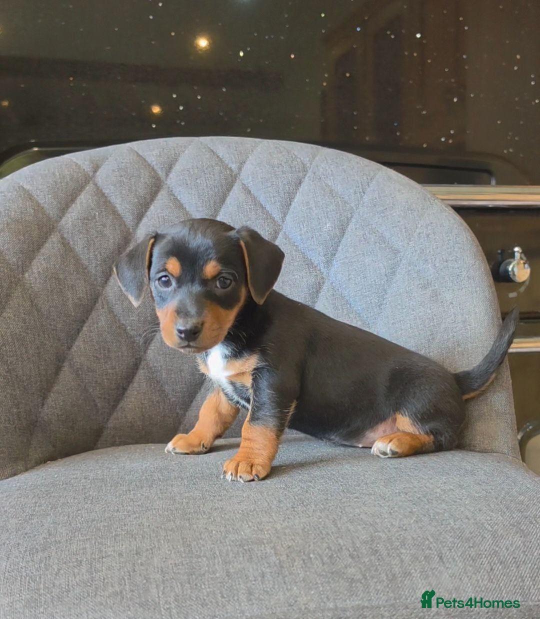 Jack Russell dogs Traditional Working Jack Russell Pups  - Advert 1