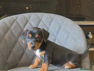 Jack Russell dogs Traditional Working Jack Russell Pups - Advert 1