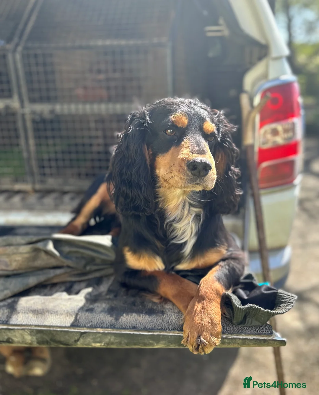 Cocker Spaniel dogs for stud: KC Working Cocker Spaniel Health tested in Ludlow - Advert 2