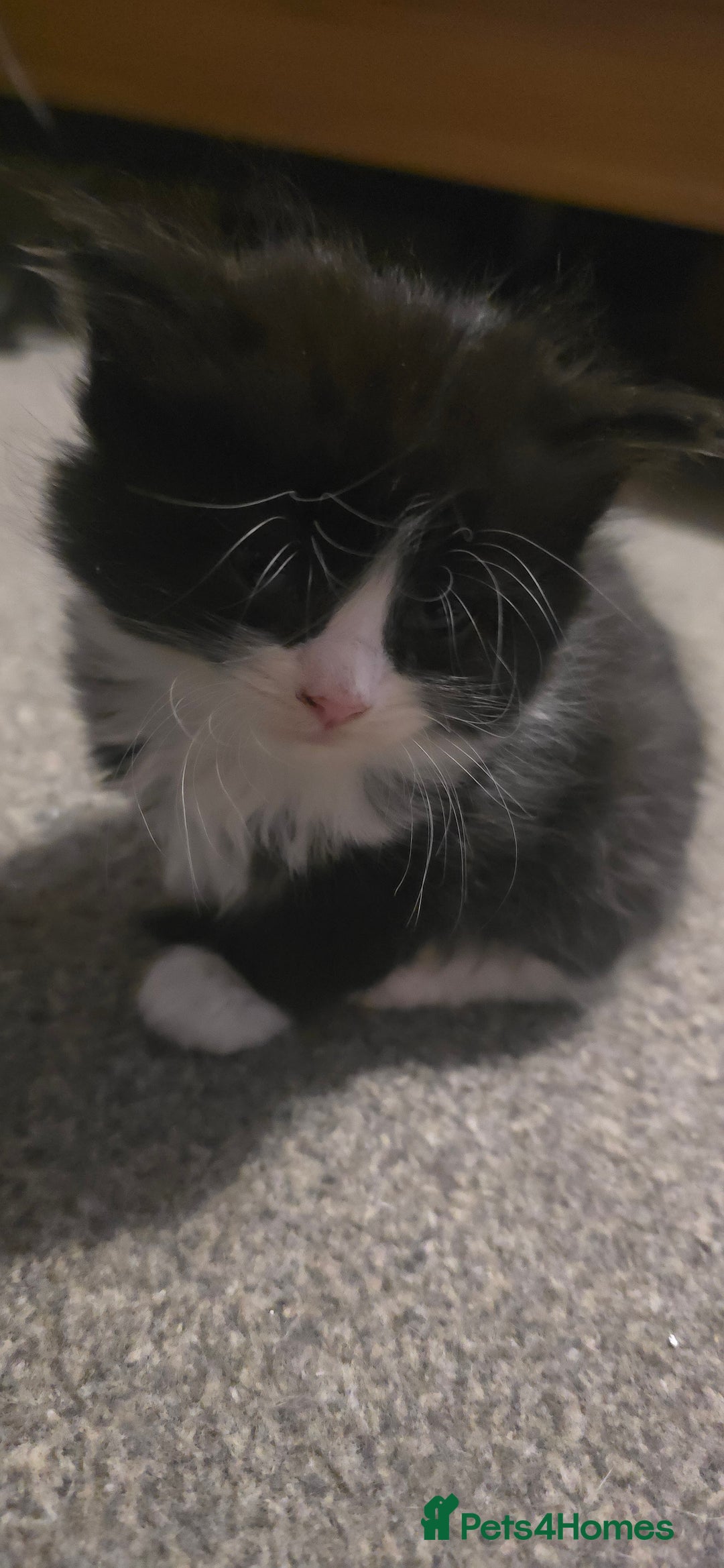 British Longhair cats for sale: Three beautiful kittens left  - Advert 8