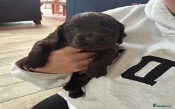Cocker Spaniel dogs for sale: KC Registered Working Cocker Spaniels  - Image 9