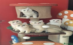 Scottish Fold cats for sale: Scottish straight boy ready to leave - Image 7