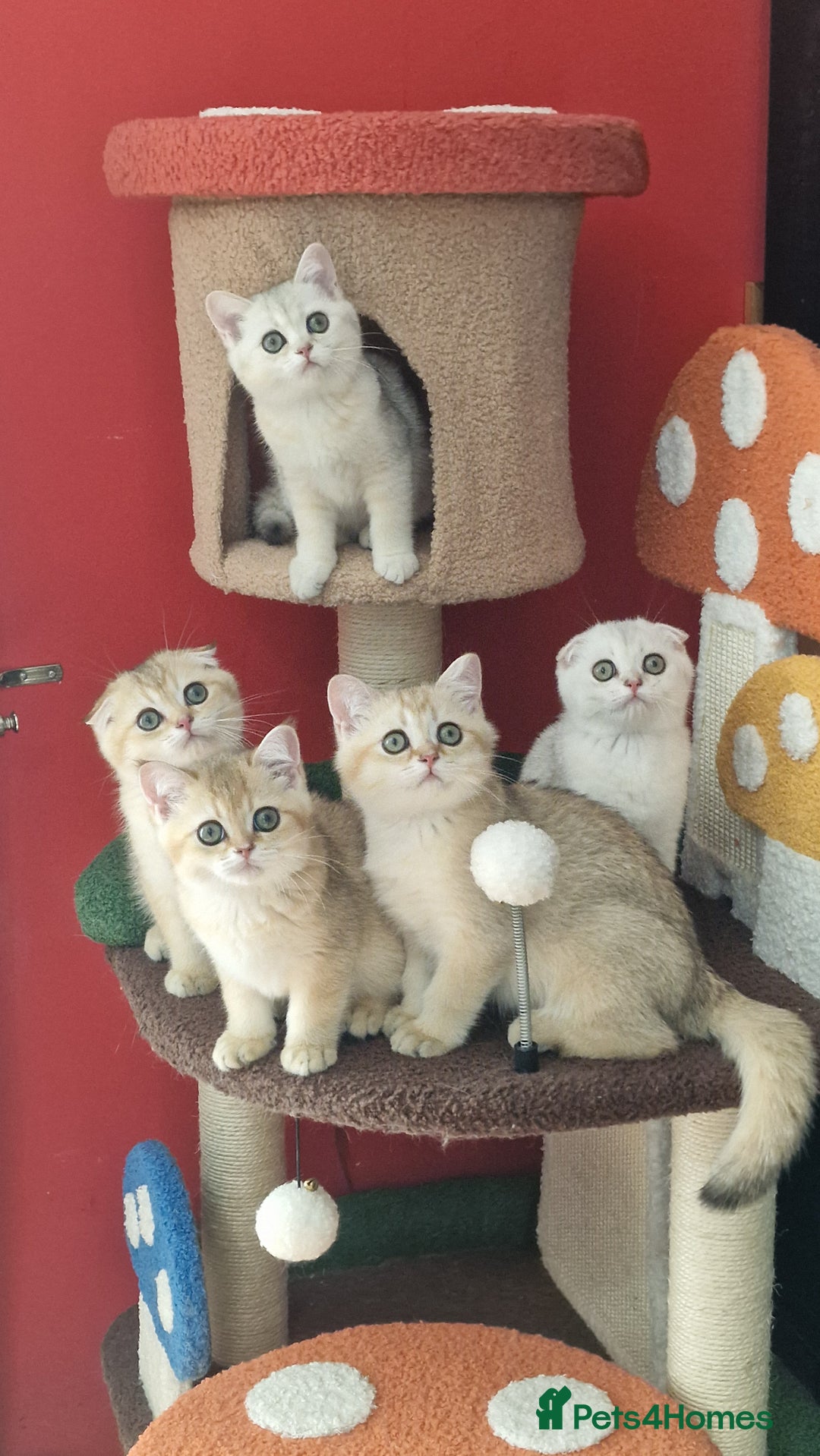 Scottish Fold cats for sale: Scottish straight boy ready to leave - Image 7