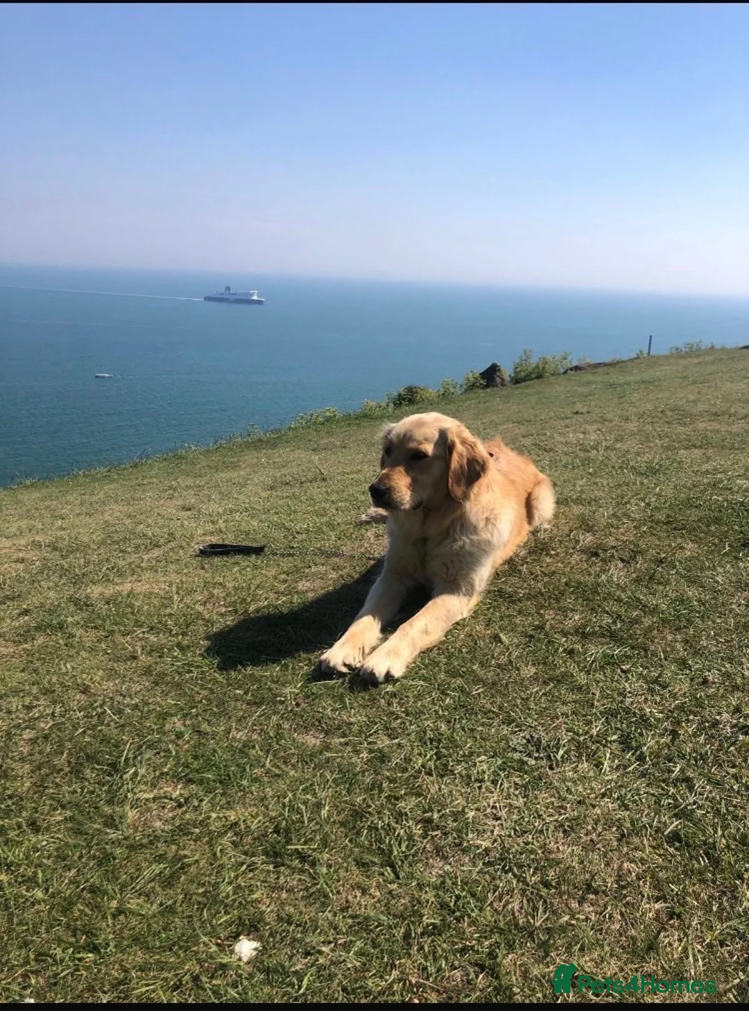 Golden Retriever dogs for sale: Chunky kc registered golden retriever puppy’s  - Advert 22