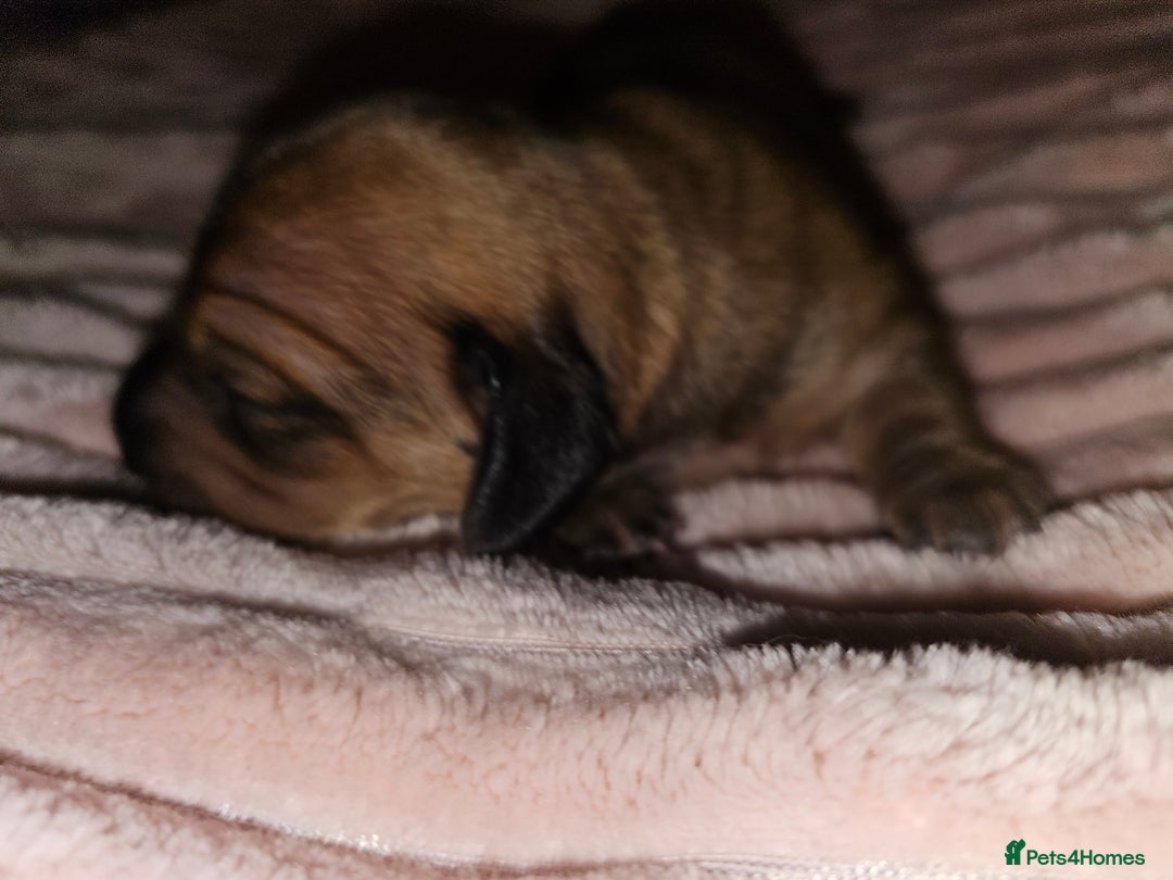 Dachshund dogs for sale: Dashound puppies - Image 12