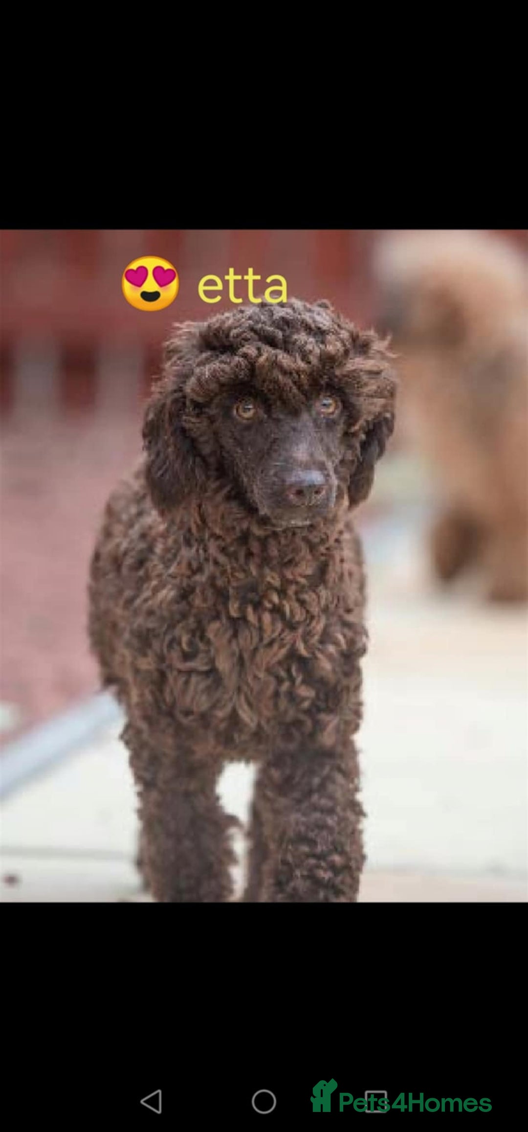 Miniature Poodle dogs for sale: Miniture poodle from show winning linage  - Advert 1