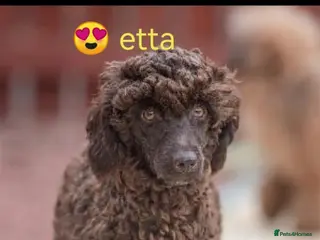 Miniature Poodle dogs One wee boy ready next weekend 💙 - Advert 10