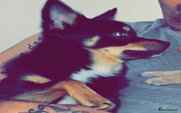 Pomchi dogs for sale: Lovely Male Pomchi - Image 8