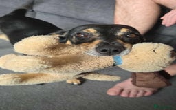 Jack Russell dogs for sale: Meet Dexter – Looking for His Forever Home - Image 4