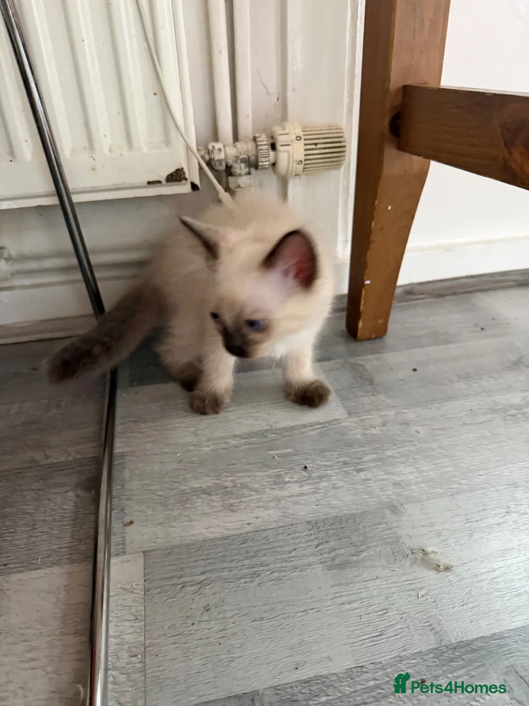 Ragdoll cats for sale: Ragdoll Kittens  - Advert 2