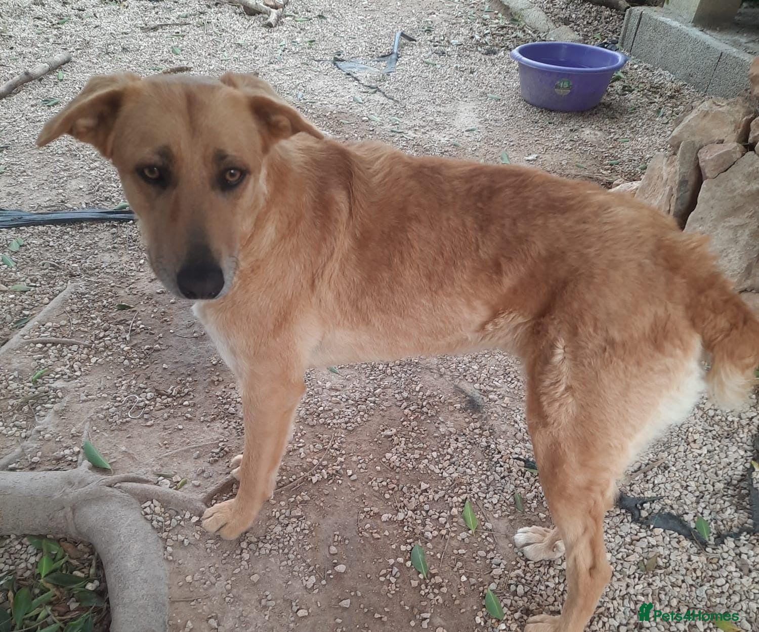 Mixed Breed dogs phoebe - Advert 1