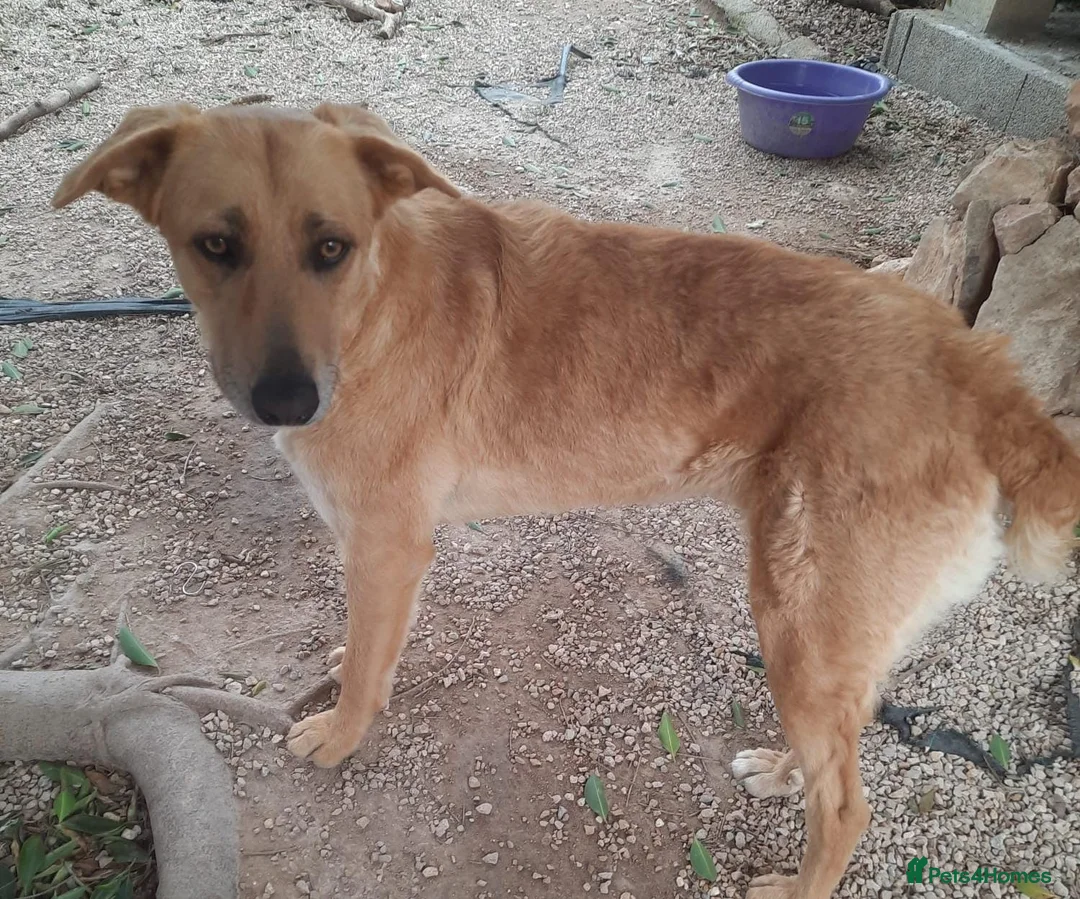 Mixed Breed dogs for adoption: Forever Home for Puppy Phoebe  - Advert 2