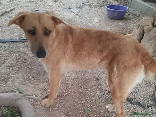 Mixed Breed dogs phoebe - Advert 1