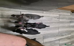 French Bulldog dogs for sale: 2 Adult French bulldogs and 4 Puppies  - Image 32