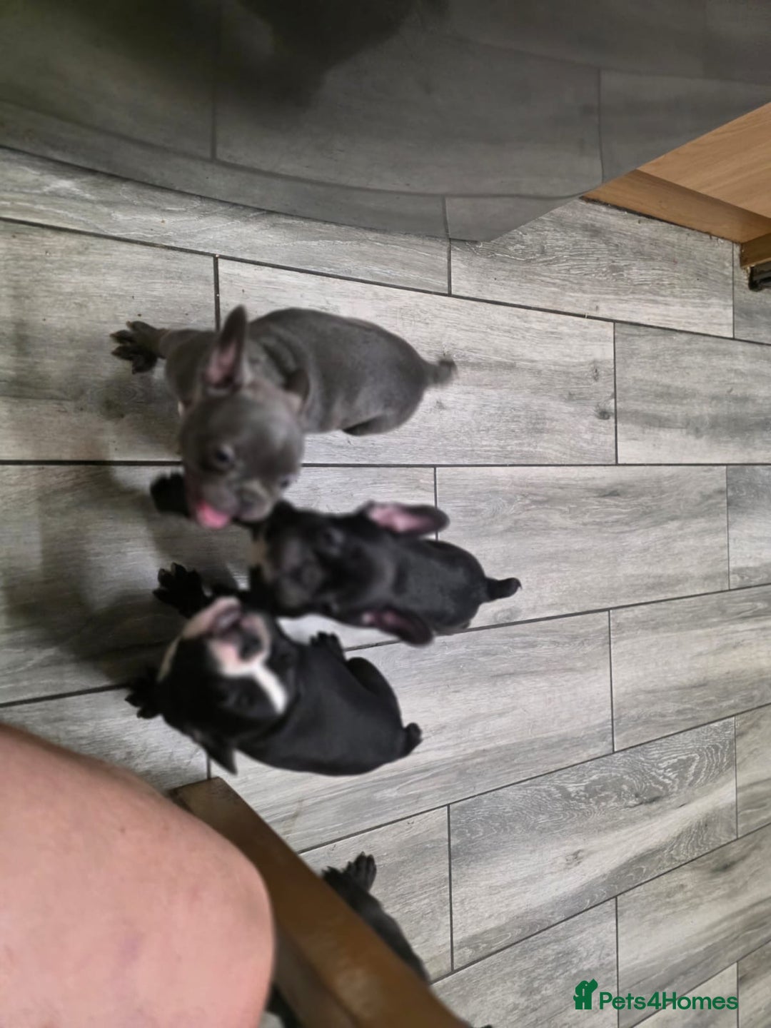 French Bulldog dogs for sale: 2 Adult French bulldogs and 4 Puppies  - Image 32