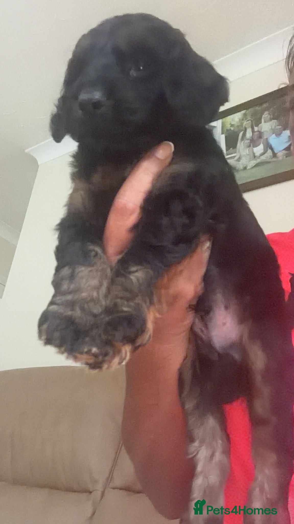 Cockapoo dogs Cockapoo f1 puppies - Advert 16