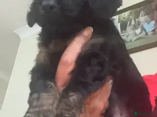 Cockapoo dogs Cockapoo f1 puppies - Advert 16