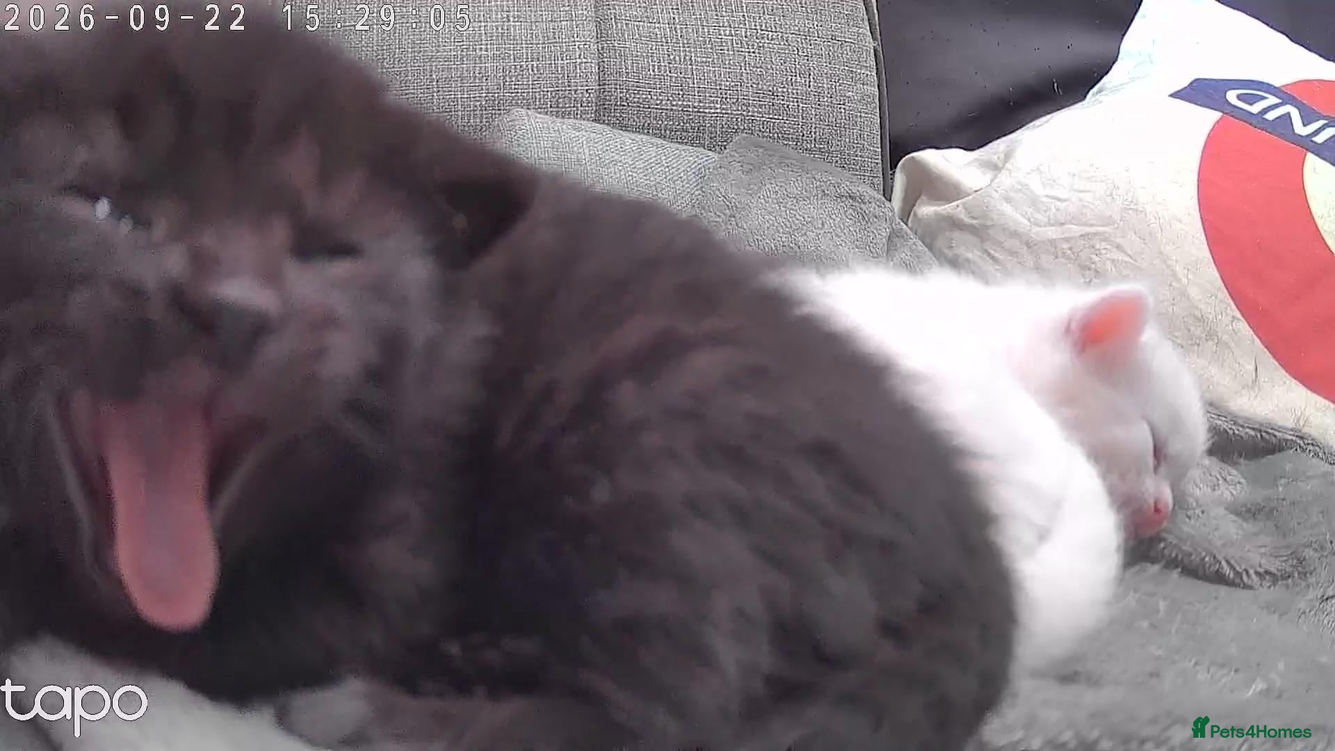 Mixed Breed cats 2 male black kittens - Advert 6