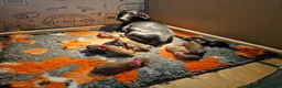 Miniature Dachshund dogs for sale: Beautiful litter of pups available  in Newmarket - Advert 3