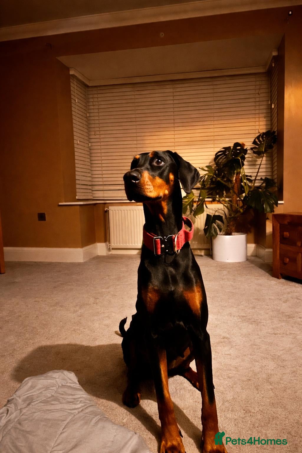 Dobermann dogs Beautiful Dobermann Pups - Advert 1