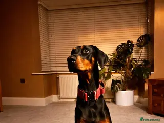 Dobermann dogs Beautiful Dobermann Pups - Advert 1