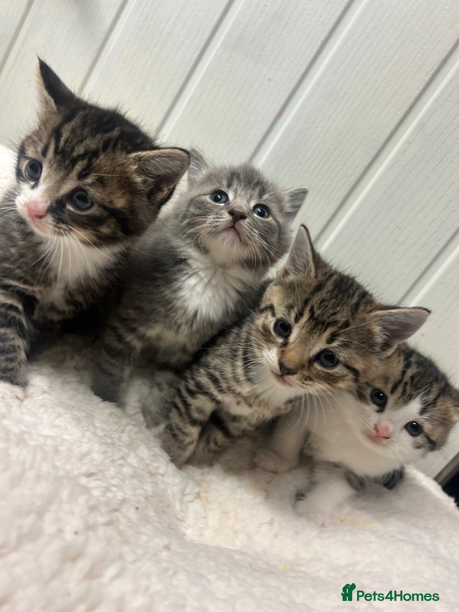 Mixed Breed cats Bsh x kittens ready to leave  - Advert 14