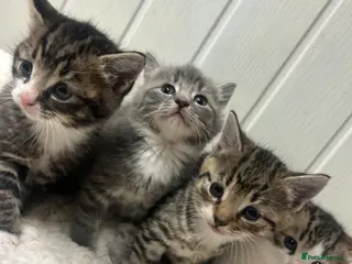 Mixed Breed cats Bsh x kittens ready to leave - Advert 14