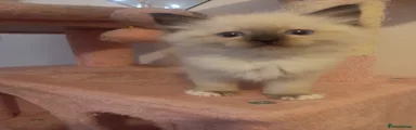 Ragdoll 3