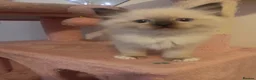 Ragdoll cats for sale: Ragdoll kittens - Advert 4