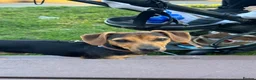 Mixed Breed dogs for sale: Dachshund Cross - Advert 5